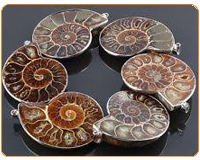 Brown-Ammonite-Fossil-Snail-Jurassic-Madagascar-Gem-Stone